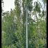 Carpinus Betulus Fastigiata Upright Hornbeam 5-6 m buy online UK.