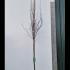 Carpinus Betulus Fastigiata Upright Hornbeam 4.5-5 m buy online UK.