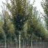 cbf 3.5-4 m buy online UK.