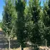 cbl 3-3.5 m buy online UK.