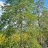 Carpinus Betulus Pendula Weeping Hornbeam 3.5-4 m buy online UK.