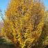 Carpinus Betulus Pyramidalis (Hornbeam)