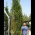 Carpinus Betulus Pyramidalis - Upright Hornbeam 4-4.5 m buy online UK.