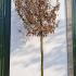 Carpinus Betulus Standard Trees 4.5-5 m buy online UK.