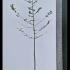 Carpinus Betulus Standard Trees 3-3.5 m buy online UK.