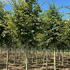 cbs 3.5-4 m buy online UK.