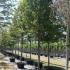 Carpinus Betulus Standard Trees 6-6.5 m buy online UK.