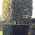 Carpinus Hornbeam topiary cubed tree, trained with a clear stem and elegant squared crown, buy online UK delivery