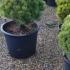 Pinus Mugo - Carsten