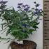 Caryopteris x Clandonensis Heavenly Blue 20-35 cm buy online UK.