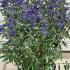 cx 80-100 cm buy online UK.