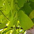 Catalpa bignonioides Aurea with large golden leaves shown next to hand for scale