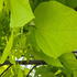 Catalpa bignonioides Aurea tree with large heart shaped golden yellow leaves