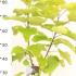 Catalpa Bignonioides Aurea or Golden Indian Bean Tree 30-40 cm buy online UK.
