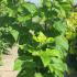 Catalpa Bignonioides Aurea or Golden Indian Bean Tree 1.25-1.5 m buy online UK.