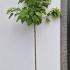 Catalpa Bignonioides Aurea or Golden Indian Bean Tree 2.75-3.25 m buy online UK.