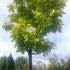 Catalpa Bignonioides Aurea or Golden Indian Bean Tree