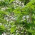Mature Catalpa Bignonioides Indian Bean Tree for Sale 