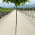 Catalpa Bignonioides Nana Standard Tree 1.6-1.8 m buy online UK.