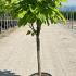 Catalpa Bignonioides Nana Standard Tree 1.2-1.4 m buy online UK.