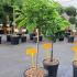 Catalpa Bignonioides Nana Standard Tree 60-80 cm buy online UK.