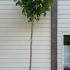 Catalpa Bignonioides Nana for Sale. Indian Bean Tree Nana, dwarf rotund crown tree, buy UK