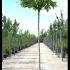 Catalpa Bignonioides or Indian Bean Tree 2.5-3 m buy online UK.