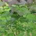Catalpa Erubescens Purpurea Purple Indian Bean Tree 1.25-1.5 m buy online UK.