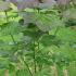 cep 1-1.25 m buy online UK.
