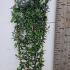 Ceanothus Arboreus Trewithen Blue Californian Lilac 1.3-1.5 m buy online UK.