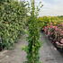 catb 1.25-1.5 m buy online UK.