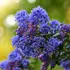 Evergreen Ceanothus Blue Sapphire in bloom, buy UK