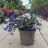 cebs 10-20 cm buy online UK.