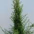 Ceanothus Cascade 1.25-1.5 m buy online UK.
