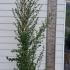 Ceanothus Cascade 1.75-2 m buy online UK.