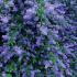 Ceanothus Cascade or Californian Lilac Cascade, striking blue flowers on this evergreen shrub with prolific and long lived flowering, buy UK.