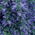 Ceanothus Cascade or Californian Lilac Cascade, striking blue flowers on this evergreen shrub with prolific and long lived flowering, buy UK.