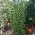 Ceanothus Concha 1.3-1.5 m buy online UK.
