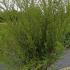 Ceanothus Concha 1-1.25 m buy online UK.