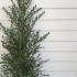 Ceanothus Concha 1.2-1.5 m buy online UK.