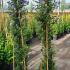 Ceanothus Impressus Victoria 1.5-1.75 m buy online UK.