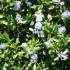Ceanothus Impressus Victoria California Lilac