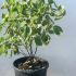 Ceanothus Pallidus Marie Simon 40-50 cm buy online UK.