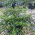 Ceanothus thyrsiflorus Repens 30-40 cm buy online UK.