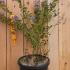 ctr 20-30 cm buy online UK.