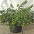 ctr 20-30 cm buy online UK.
