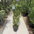 ceanoskylark 80-100 cm buy online UK.