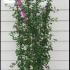 Ceanothus Yankee Point 1.3-1.5 m buy online UK.
