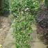 Ceanothus Yankee Point 80-100 cm buy online UK.