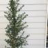 Ceanothus Yankee Point 1.2-1.5 m buy online UK.